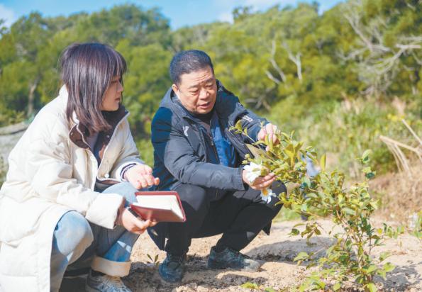 岚岛林下茶油香